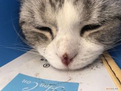 猫咪鼻子破溃 猫鼻子破了能自愈吗