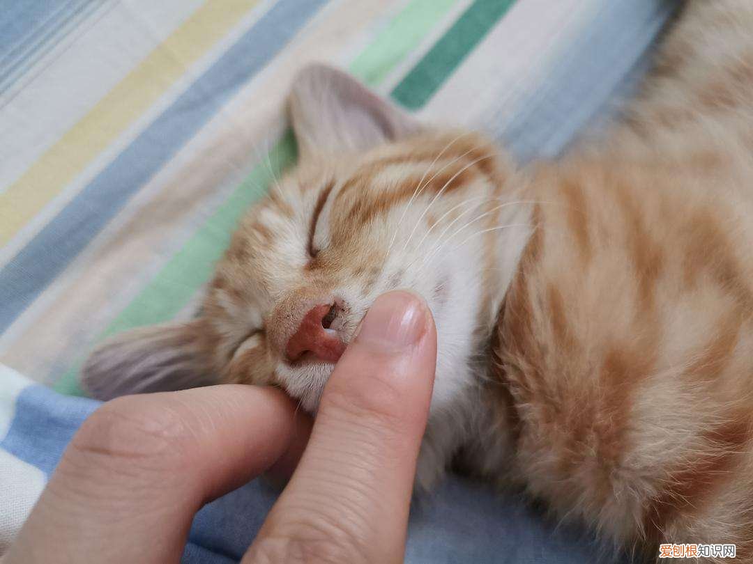 猫咪鼻子破溃 猫鼻子破了能自愈吗