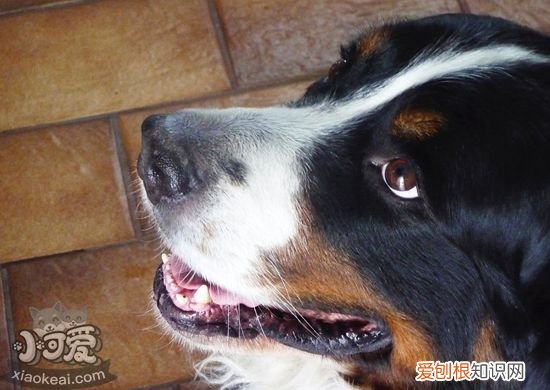 大瑞士山地犬怎么训练，大瑞士山地犬训练技巧，大瑞士山地犬幼犬
