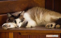猫身上有螨虫吗会传染人吗 猫身上有螨虫吗