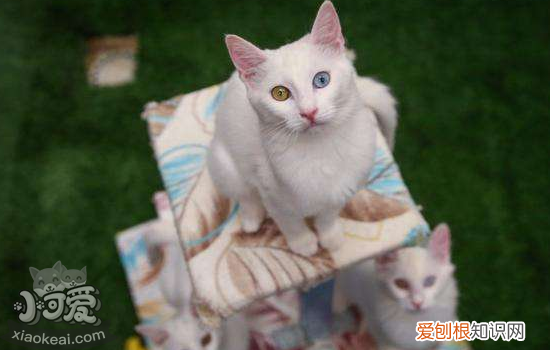 猫厌食呕吐怎么办,引起猫厌食呕吐怎么办，猫咪呕吐食欲不好怎么办