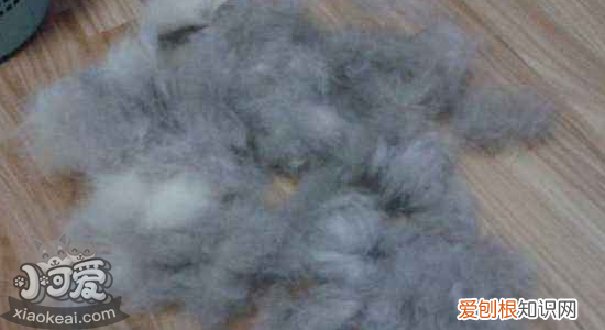 猫皮肤病,猫皮肤病种类,猫皮肤吧用什么药，猫皮肤病用什么药最好的方法