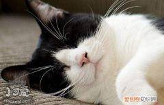 猫心丝虫驱虫药,猫心丝虫怎么治疗，猫心丝虫能治疗吗