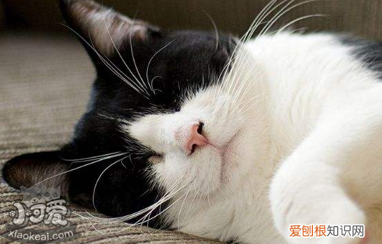 猫心丝虫驱虫药,猫心丝虫怎么治疗，猫心丝虫能治疗吗