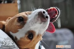 美国猎狐犬怎么训练作揖，美国猎狐犬作揖训练方法，如何训练狗作揖