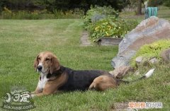 怎么训练美国猎狐犬游泳，美国猎狐犬游泳训练，怎么训练狗游泳