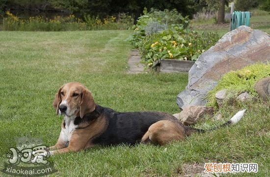 怎么训练美国猎狐犬游泳，美国猎狐犬游泳训练，怎么训练狗游泳