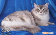 如何改善猫积食,猫积食了怎么办，猫积食了什么症状