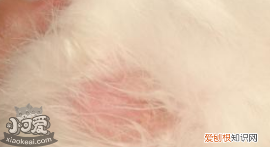 怎么分辨猫藓和奶藓,猫藓和奶藓有什么区别,猫藓和奶藓是一样的吗，猫咪奶藓和猫藓有什么区别