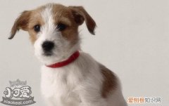 帕尔森罗塞尔梗乱吠叫怎么办，帕尔森罗塞尔梗乱叫纠正方法