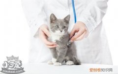 猫鼻支怎么治疗,猫鼻支吃什么药,猫鼻支如何治疗，猫鼻支该吃什么药