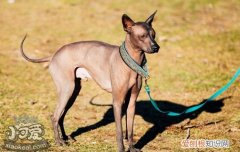 怎么训练墨西哥无毛犬不乱吃，墨西哥无毛犬乱吃制止方法