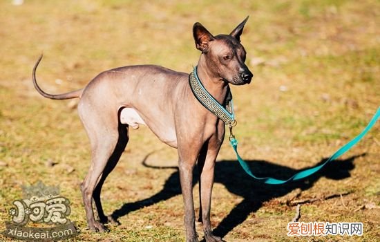 怎么训练墨西哥无毛犬不乱吃，墨西哥无毛犬乱吃制止方法
