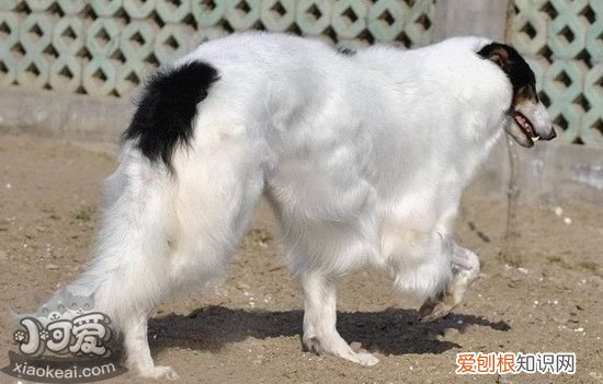 萨路基猎犬怎么训练出门随行，萨路基猎犬随行训练教程，萨路基猎犬会看门吗