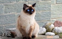 猫食欲不振消瘦嗜睡,幼猫食欲不振消瘦嗜睡,猫食欲不振消瘦嗜睡怎么办