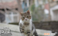 猫积食了怎么办,猫积食的解决办法，猫吃的积食了怎么办