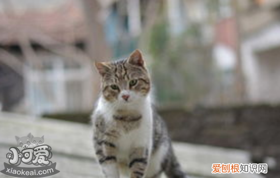 猫积食了怎么办,猫积食的解决办法，猫吃的积食了怎么办