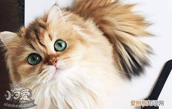 猫藓恢复期皮屑,猫藓恢复期皮屑多,,猫藓恢复期有皮屑，猫癣恢复期有好多皮屑