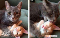 猫发情了怎么办,猫配种要注意什么,猫配种母猫对公猫很凶