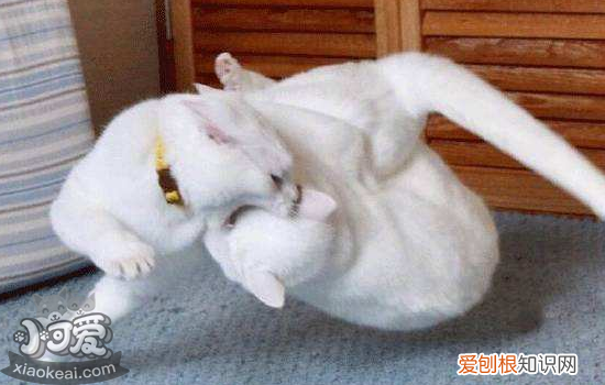 猫发情了怎么办,猫配种要注意什么,猫配种母猫对公猫很凶