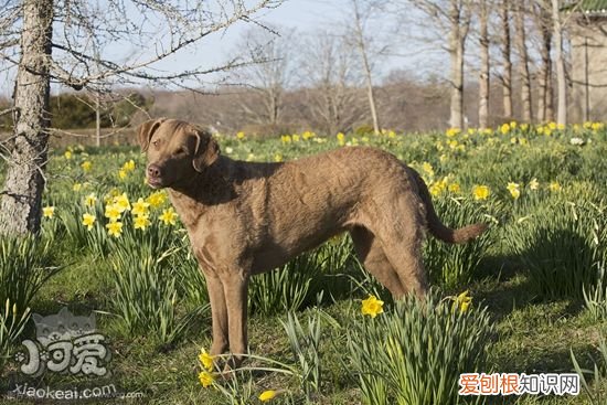 如何训练乞沙比克猎犬游泳,乞沙比克猎犬学游泳方法