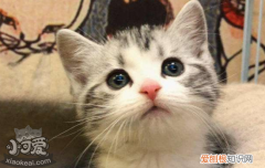 猫藓怎么治,猫藓会传染给人吗,猫藓是什么，猫藓会怎么样传染给人