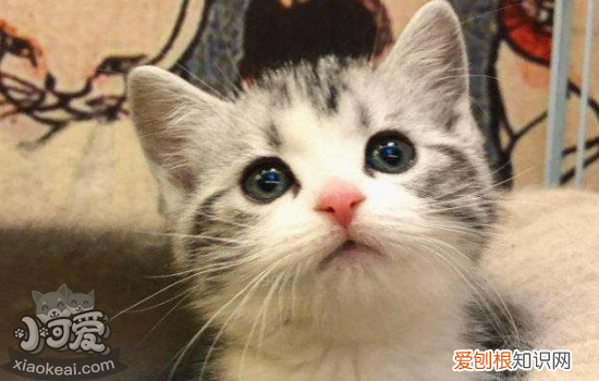 猫藓怎么治,猫藓会传染给人吗,猫藓是什么,猫藓会怎么样传染给人