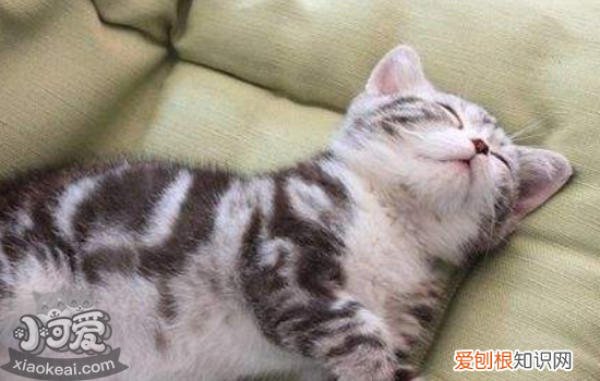 猫藓怎么治,猫藓会传染给人吗,猫藓是什么,猫藓会怎么样传染给人