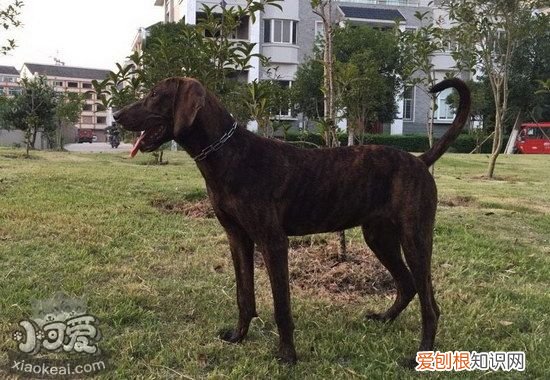普罗特猎犬握手怎么学，普罗特猎犬握手训练教程