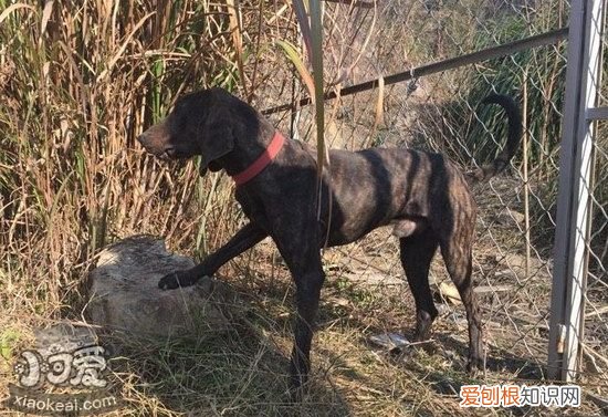 普罗特猎犬卧倒怎么训练,普罗特猎犬卧下训练技巧,犬卧下的训练方法