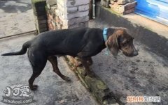普罗特猎犬捡东西怎么训练，普罗特猎犬衔取东西训练方法，普罗特猎犬适合打什么猎物