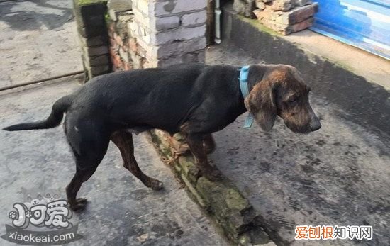 普罗特猎犬捡东西怎么训练，普罗特猎犬衔取东西训练方法，普罗特猎犬适合打什么猎物