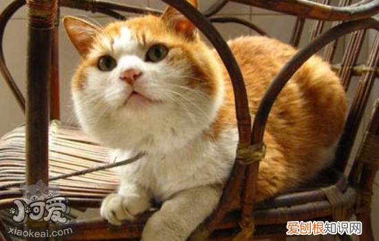 猫艾滋病会传染人吗,猫艾滋的症状,猫艾滋病是什么样子的,猫咪有艾滋病会传染人吗