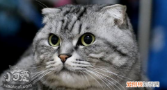 折耳猫发病了吃什么药,折耳猫发病了吃什么止痛药,折耳猫发病了吃软骨素