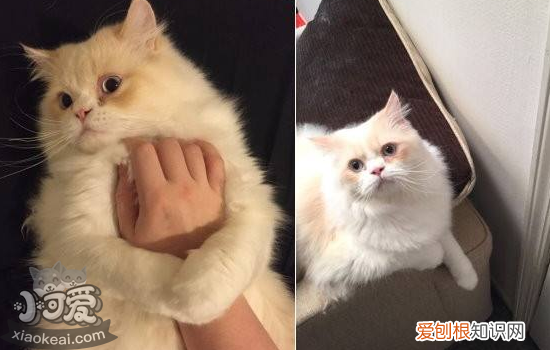 流浪猫常见疾病,英短蓝猫常见疾病,猫常见疾病与治疗，英短猫常见病的症状