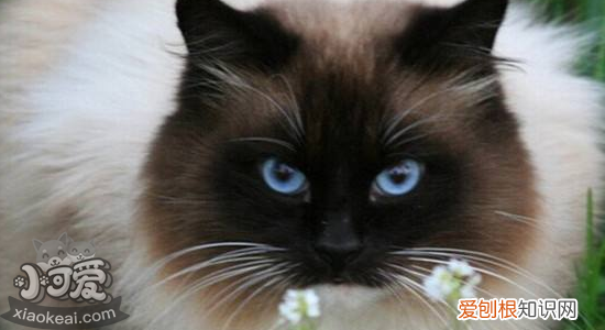 猫鼻支和感冒症状区别,猫鼻支感冒有什么区别,猫鼻支和感冒什么区别