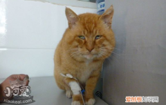 猫鼻支和感冒症状区别,猫鼻支感冒有什么区别,猫鼻支和感冒什么区别
