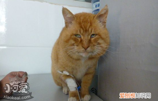 猫鼻支和感冒症状区别,猫鼻支感冒有什么区别,猫鼻支和感冒什么区别