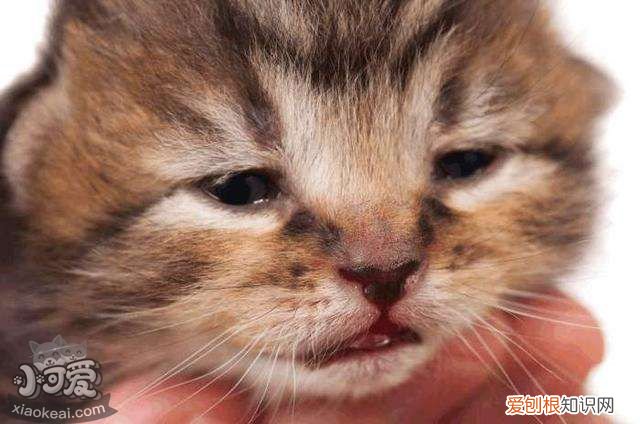 猫鼻支症状,猫鼻支吃什么药,猫鼻支怎么治,猫鼻支如何用药