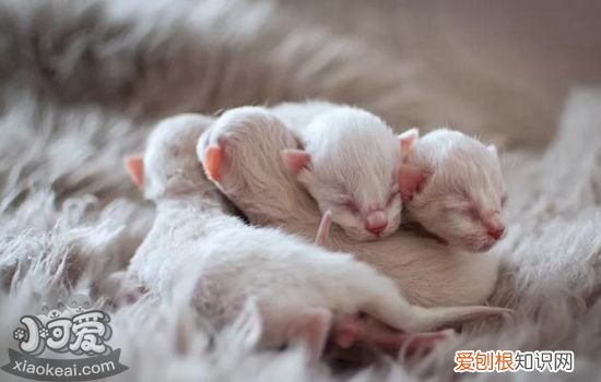 小奶猫如何抢救,怎样抢救小奶猫,在家怎么给小奶猫抢救，小奶猫怎么救活