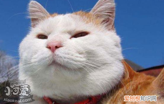 猫得了胰腺炎的症状,猫得了胰腺炎的症状及治疗吃什么药效果好,猫胰腺炎是什么症状