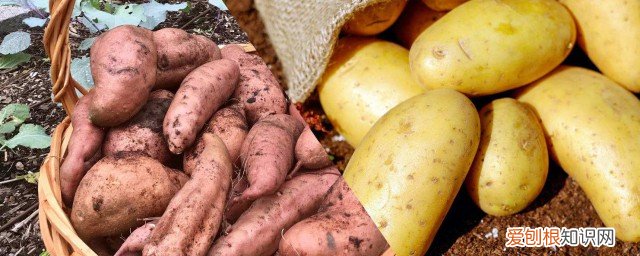 土豆能和地瓜一起吃吗 土豆和地瓜可以一起吃吗