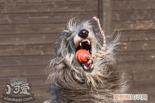 怎么训练苏格兰猎鹿犬上厕所，苏格兰猎鹿犬大小便训练，苏格兰猎鹿犬百科
