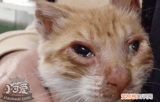 猫突然死亡是什么原因,猫突然死亡另外一只怎么办,幼猫为什么会突然死亡