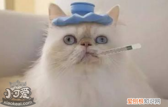 猫突然死亡是什么原因,猫突然死亡另外一只怎么办,幼猫为什么会突然死亡