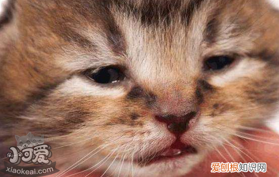 猫突然死亡是什么原因,猫突然死亡另外一只怎么办,幼猫为什么会突然死亡