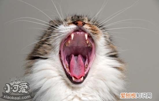 猫癣多久能好,猫身上猫癣多久能好,猫得了猫癣多久能好，猫咪得了猫癣一般多久才能好
