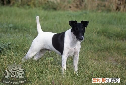 怎么训练短毛猎狐梗大小便,短毛猎狐梗排便训练,刚毛猎狐梗拔毛要点