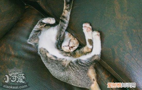 猫咪生化检查是什么,猫生化检查包含哪些项目,猫生化检查是检查什么