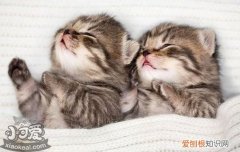 猫脱毛是什么原因,猫脱毛是怎么回事,猫脱毛是什么情况，猫脱毛严重是怎么回事